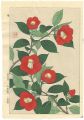 Camellia