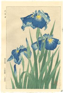 花菖蒲