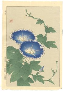 朝顔