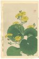 Japanese Silverleaf 