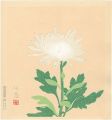 White Chrysanthemum (tentative......