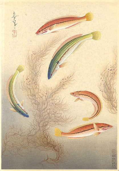 大野麥風「大日本魚類画集　ベラ」