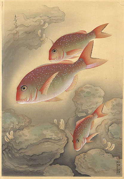 大野麥風「大日本魚類画集　鯛」