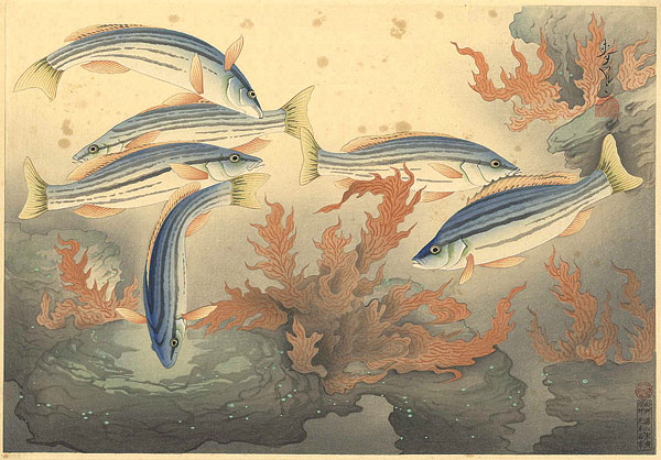 大野麥風「大日本魚類画集  シマイサギ」