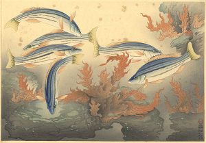 大野麥風「大日本魚類画集  シマイサギ」
