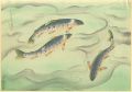 Fish of Japan / The Nijimasu (......