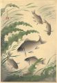 Fish of Japan / The Funa (Cruc......