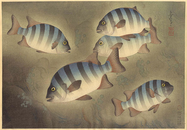 大野麥風「大日本魚類画集　イシダイ」