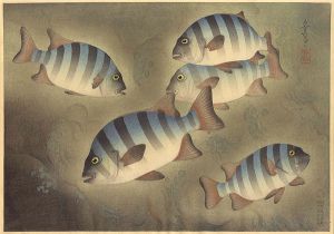 Ono Bakufu / Fish of Japan / The Ishidai (Rock Sea Bream)