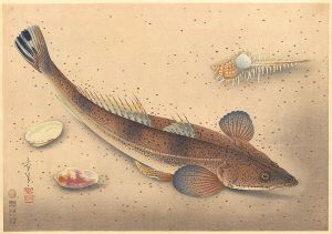 Ono Bakufu / Fish of Japan / The Kochi (Flatheads)