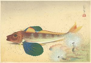 Ono Bakufu / Fish of Japan / The Hobo (Gurnard)
