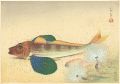 Fish of Japan / The Hobo (Gurn......