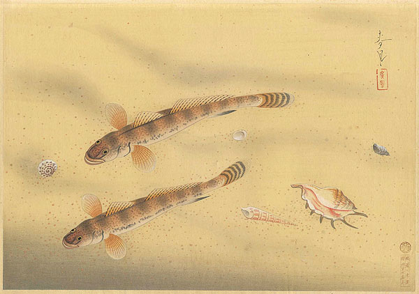 大野麥風「大日本魚類画集　マハゼ」