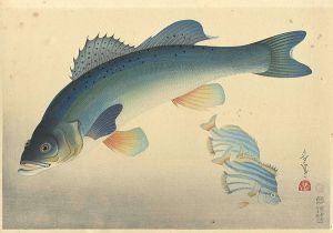 Ono Bakufu / Fish of Japan / The Suzuki (Sea Bass)