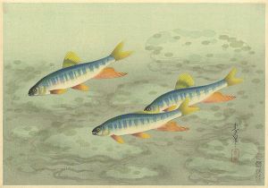 Ono Bakufu / Fish of Japan / The Oikawa (Zacco Platypus)