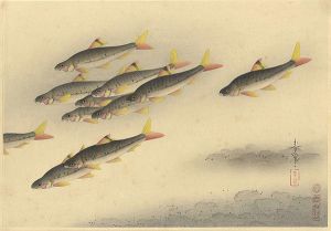 Ono Bakufu / Fish of Japan / The Higai (Sarcocheillichthys Variegatus)