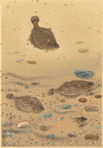 大野麥風「大日本魚類画集　カレイ」