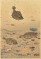 Fish of Japan / The Karei (Flo......