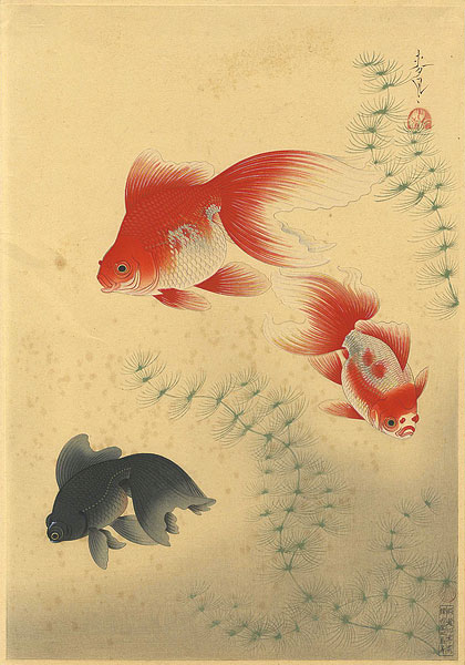 大野麥風「大日本魚類画集　金魚」