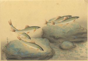 大野麥風「大日本魚類画集　鮎」