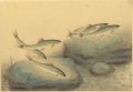 Fish of Japan / The Ayu (Sweet......