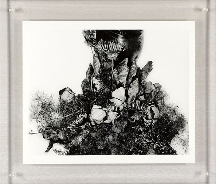 荒木経惟「作品」