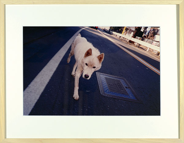 奈良美智「写真 白い犬」