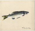 Sweetfish