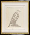 The Sparrow Hawk