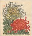 Chrysanthemum