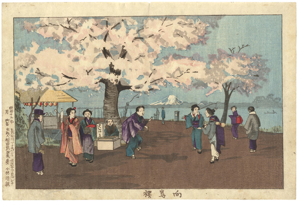 清親「向嶋櫻」