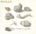 明晰なる神秘 野田弘志展