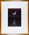 Plover and Venus Comb 1989