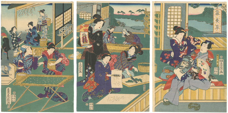房種「蚕養草」