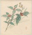 Chloranthus glaber and Narciss......