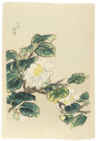 琴塚英一「白椿」