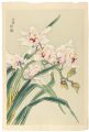 Orchid