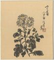 Painting : Chrysanthemum