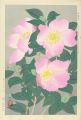 Sasanqua (Camellia)