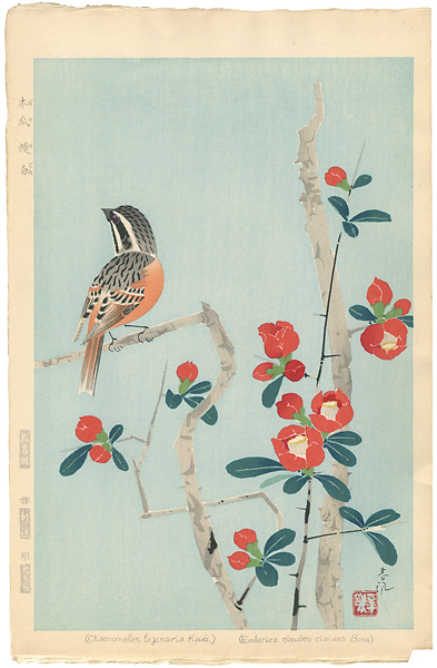 中村春泥「木瓜頬白」