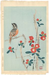 中村春泥「木瓜頬白」