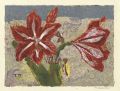 Amaryllis