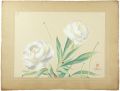 Peony