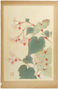 福田翠光「秋海棠」