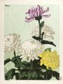 Chrysanthemum