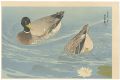 Ducks