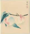 Peach(tentative title)
