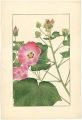 Cotton Rosemallow