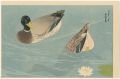 Ducks