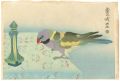 Parakeet and Perfume